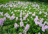 pmc water hyacinth